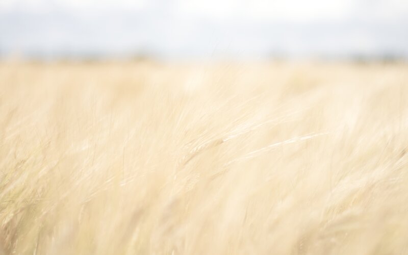 Blurred wheat field