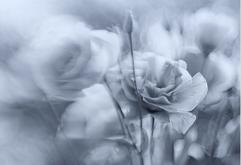 Blurred White Roses