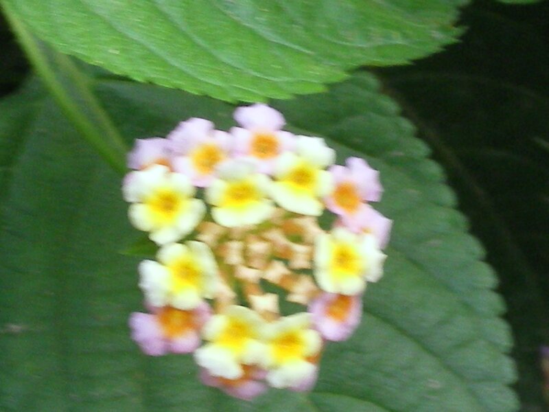 blurry flower cluster
