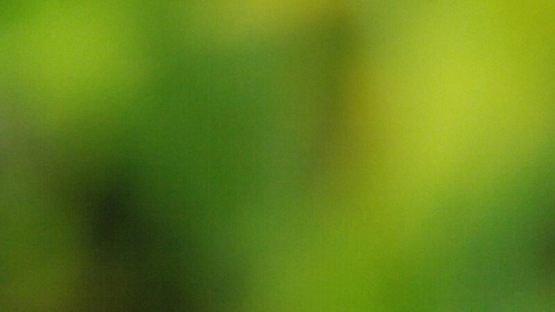 Blurry Green Foliage