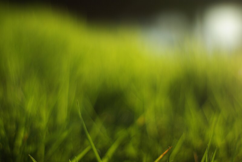 blurry green grass field