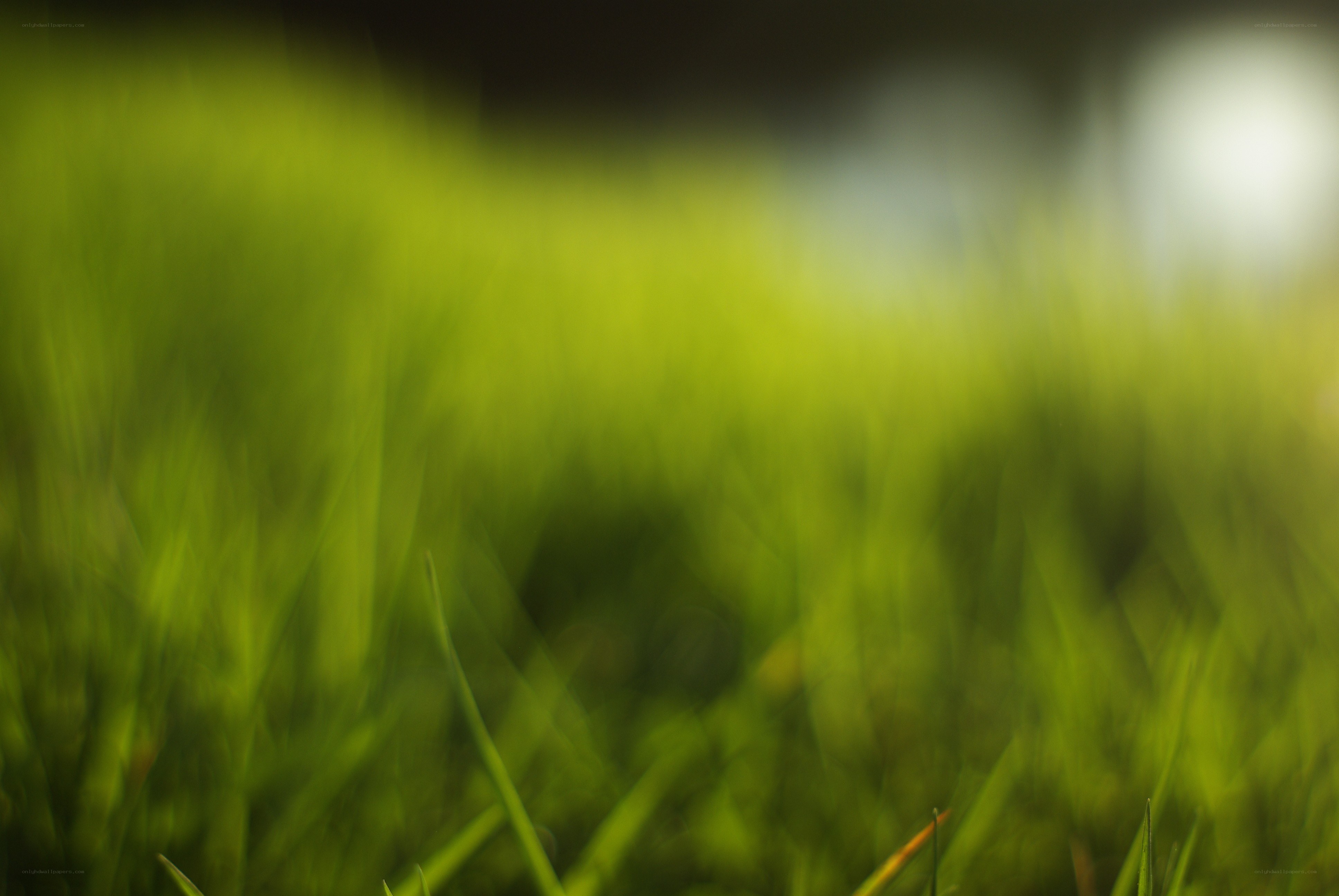 blurry green grass field