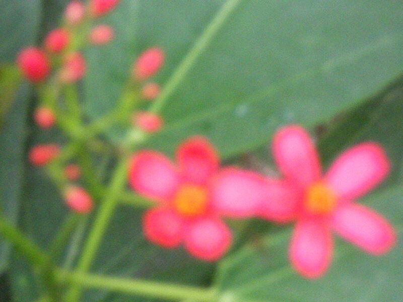 blurry pink flowers