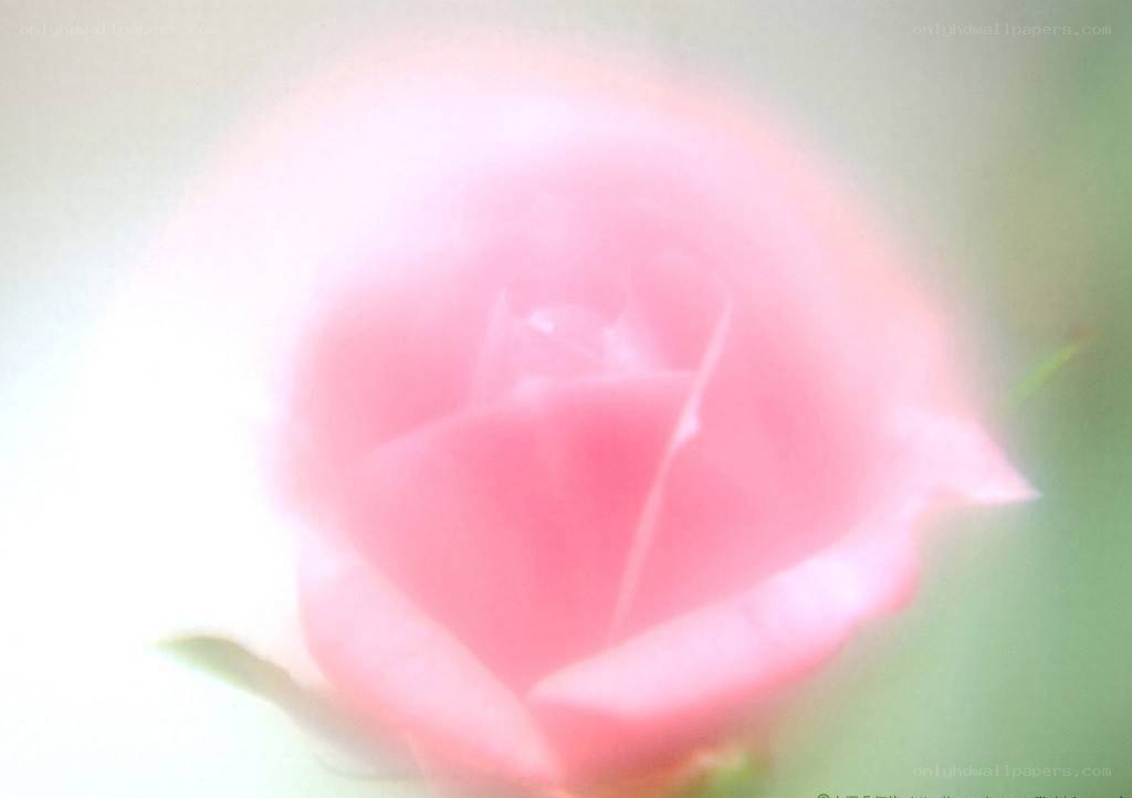 blurry pink rose close-up