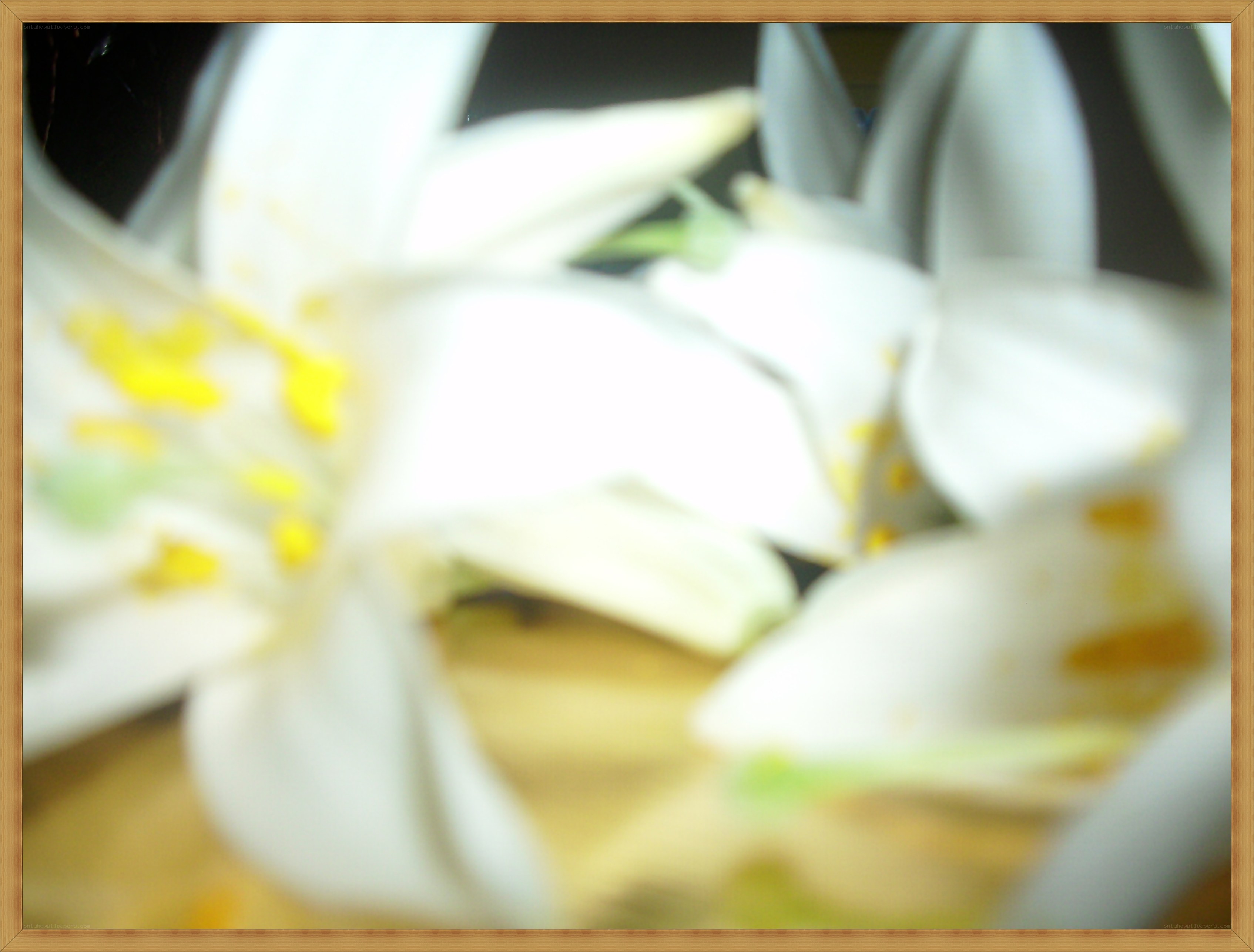 blurry white lilies