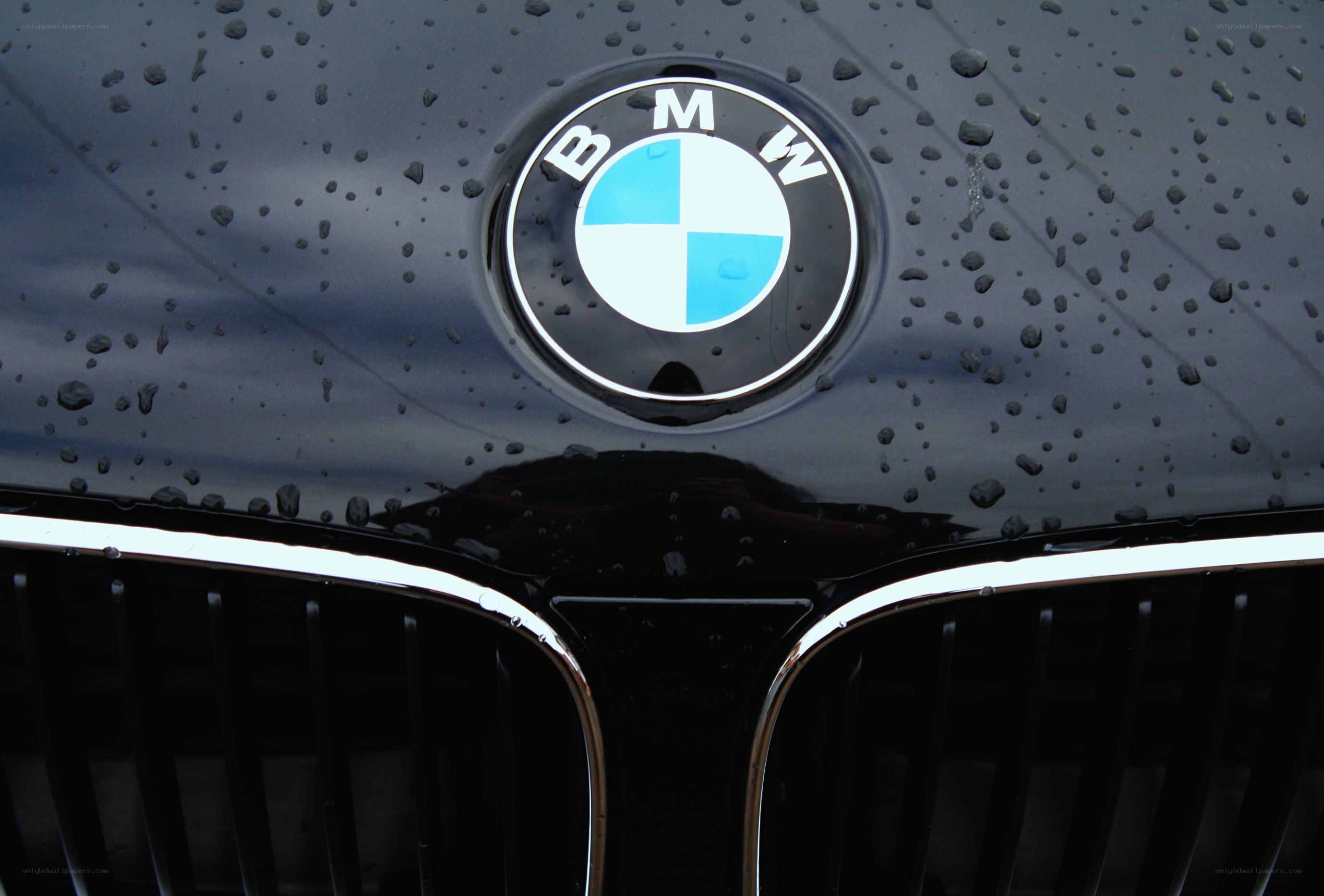 BMW emblem on wet car