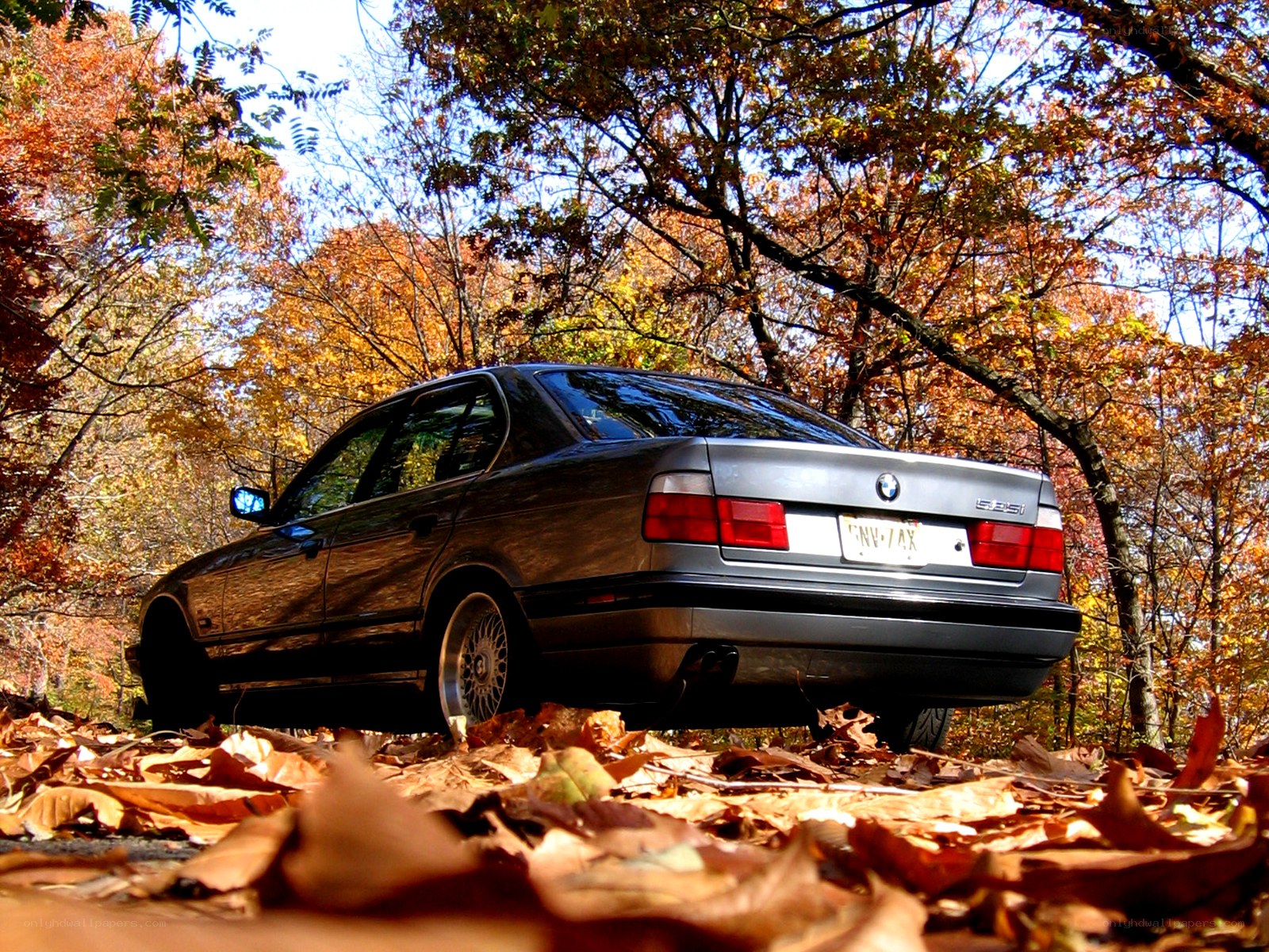 BMW in autumn forest
