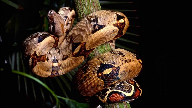 Boa constrictor coiled on tree