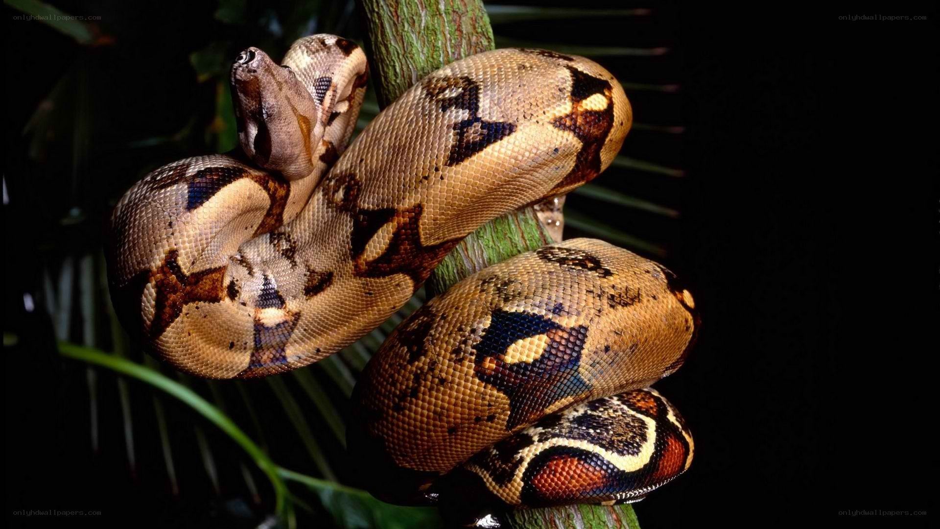Boa constrictor coiled on tree