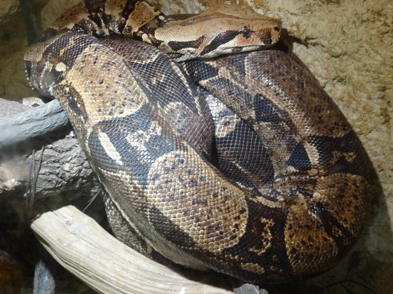 Boa Constrictor Coiled