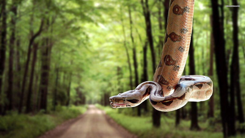 Boa Constrictor in Forest — Green
