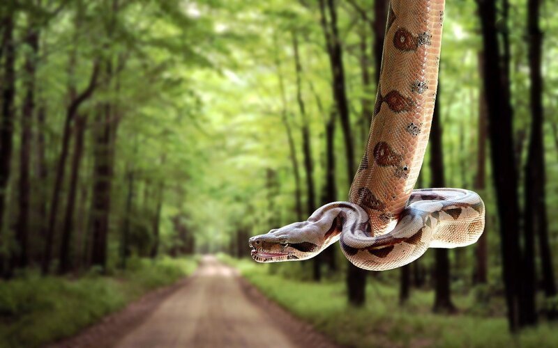 Boa Constrictor in Forest