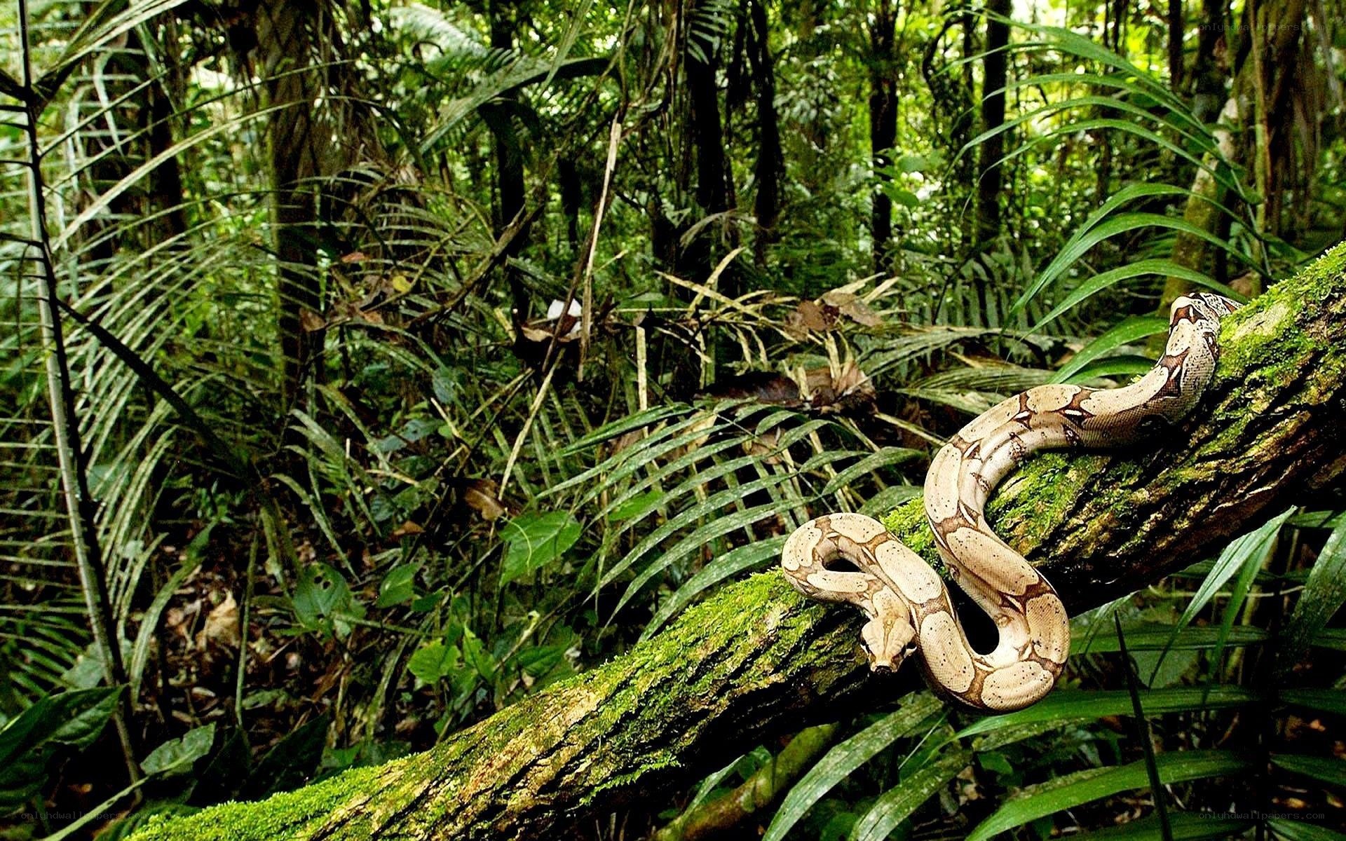 Boa constrictor in rainforest