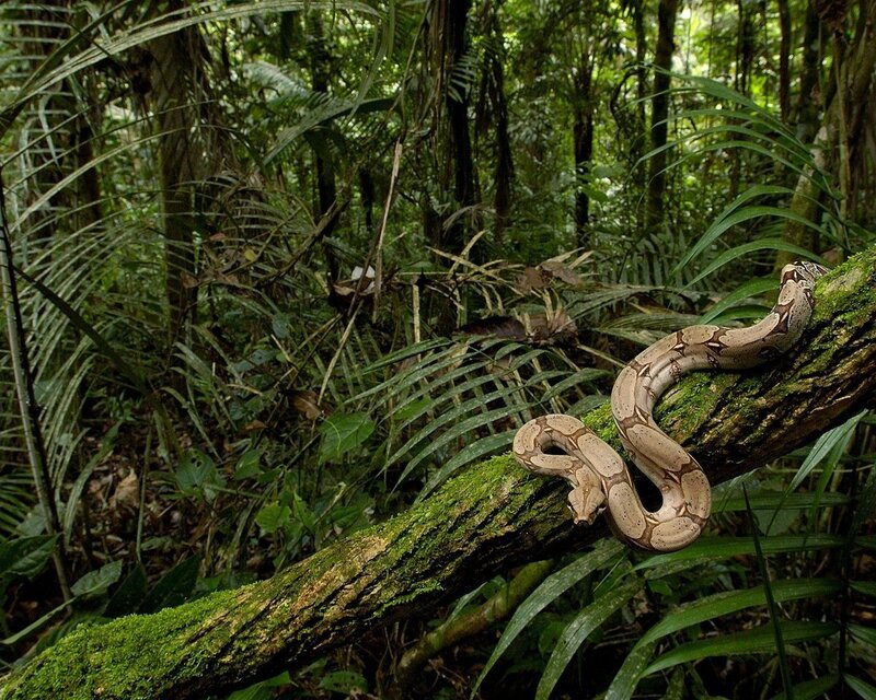 Boa constrictor in rainforest