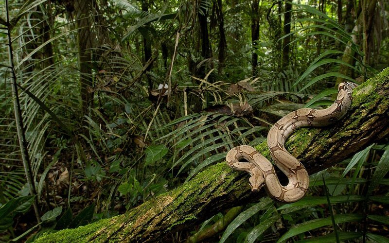 Boa constrictor in rainforest
