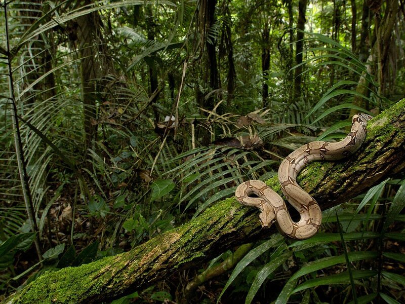 Boa constrictor in rainforest