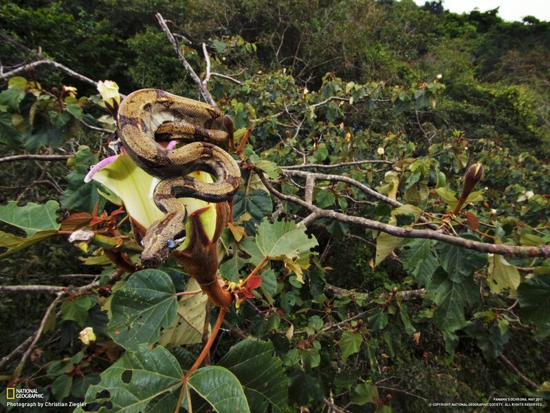 Boa constrictor on a flower