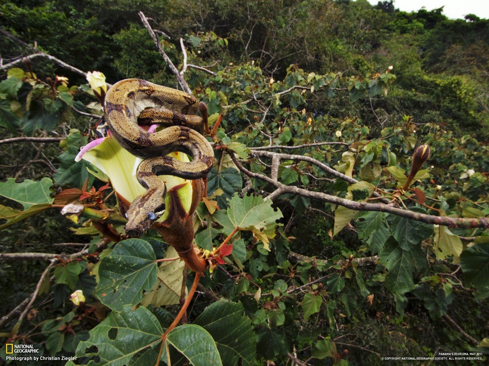 Boa constrictor on a flower