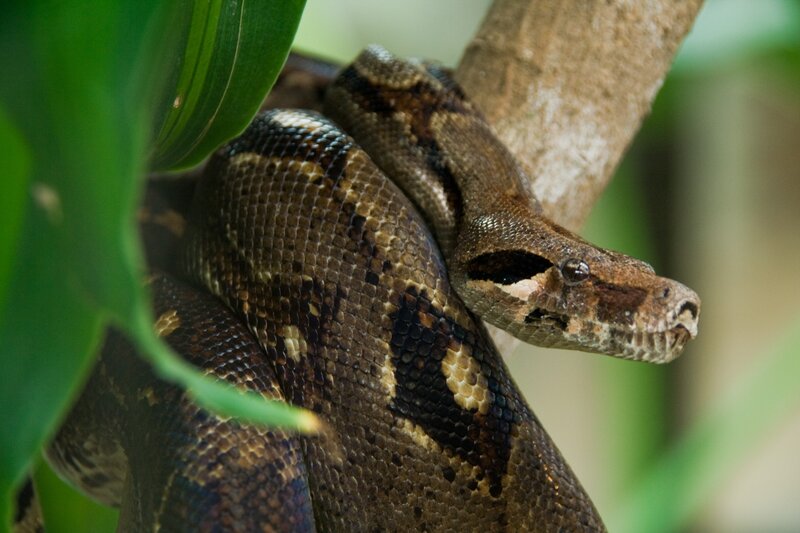Boa constrictor on a tree branch
