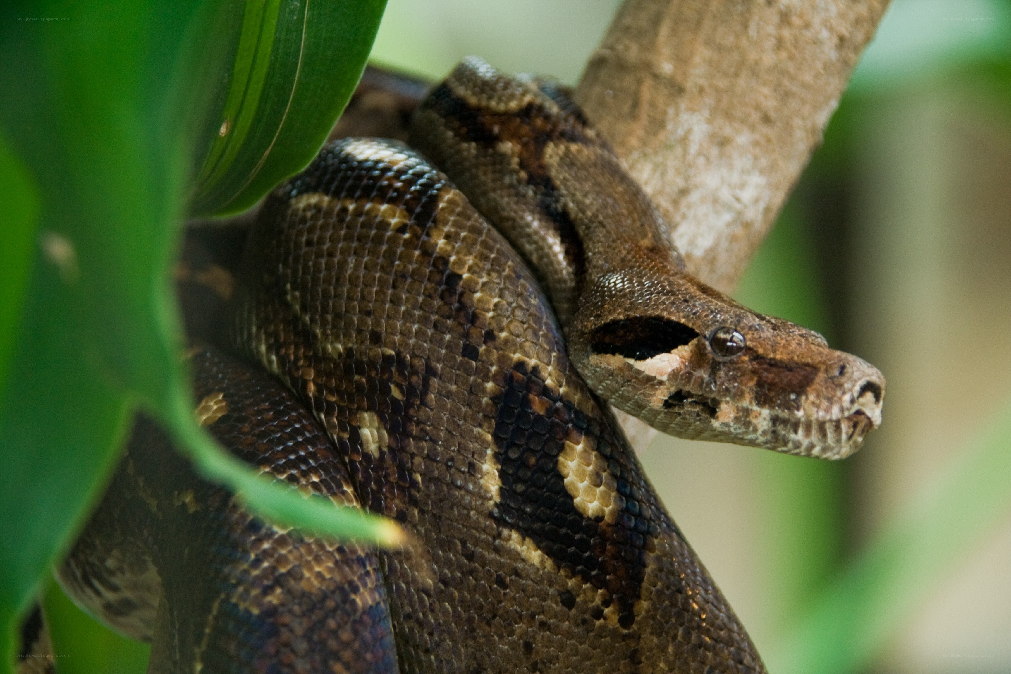 Boa constrictor on a tree branch