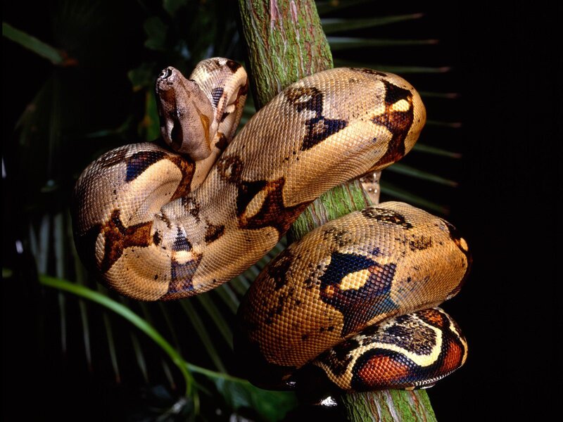 Boa Constrictor on Branch — Brown, Natural, Night, Photograph