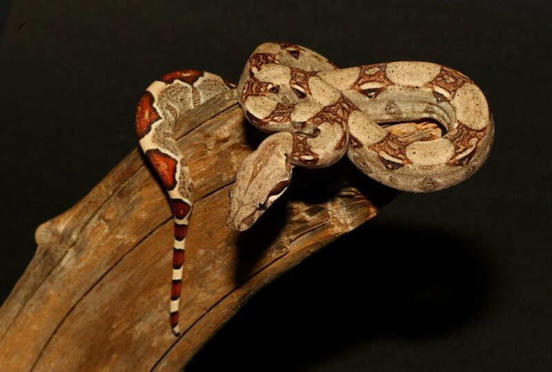 Boa Constrictor on Branch — Brown