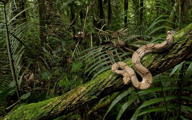 Boa Constrictor on Branch — Green, Natural