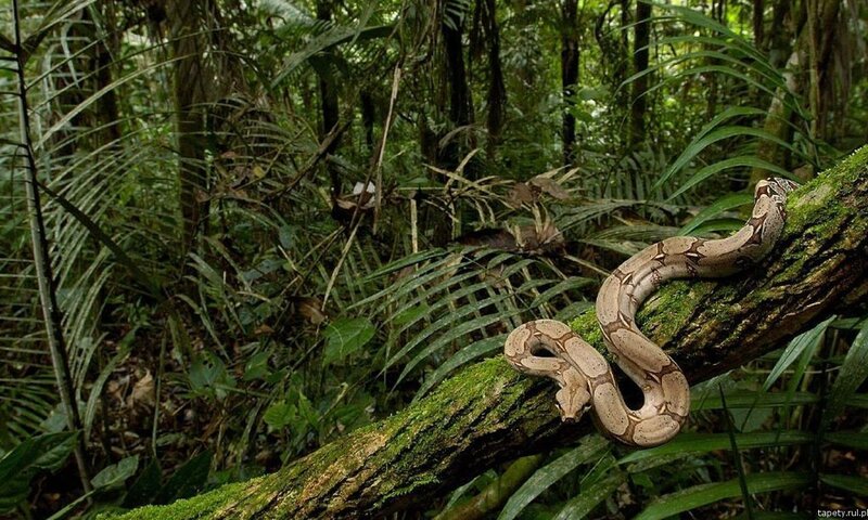 Boa Constrictor on Branch — Green