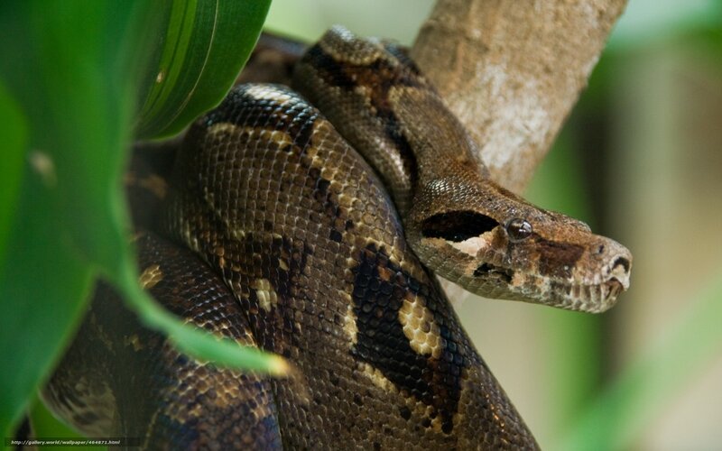 Boa constrictor on tree branch