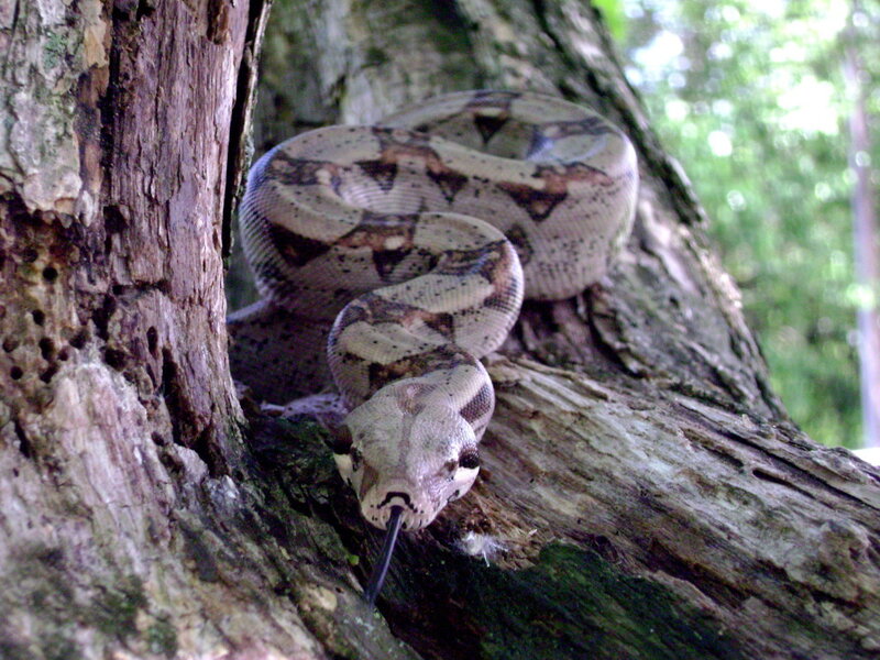 Boa constrictor on tree trunk