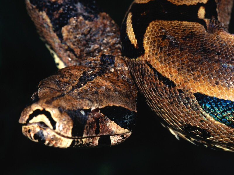 Boa Constrictor Snake — Brown, Dramatic