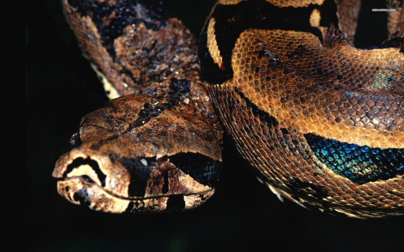Boa Constrictor Snake — Brown