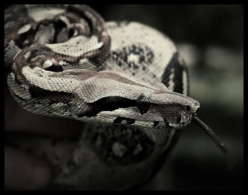 Boa Constrictor Snake — Gray