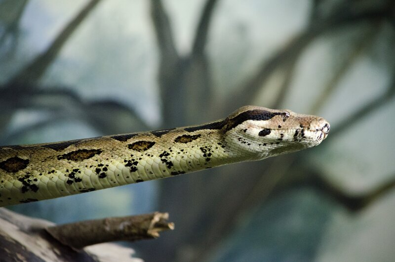 Boa Constrictor Snake — Green