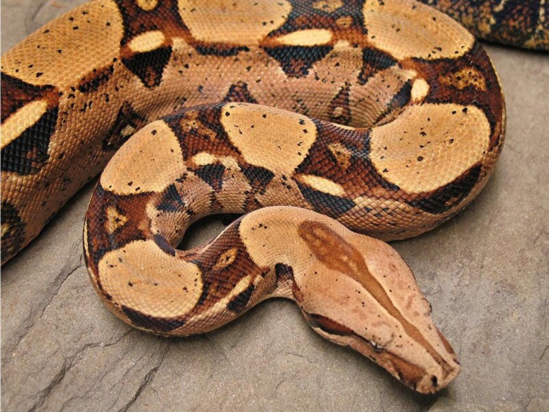 Boa Constrictor Snake