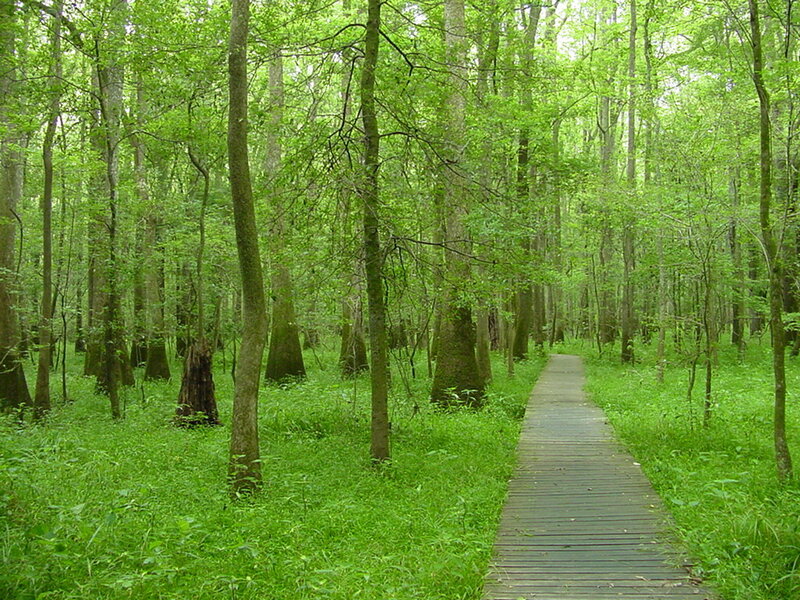 Boardwalk Through Swamp