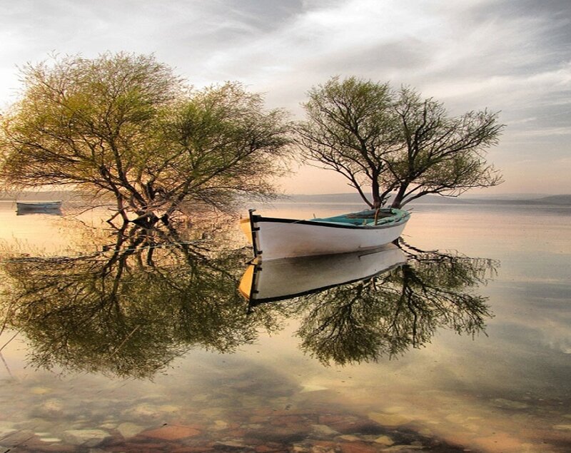 Boat and Trees in Water