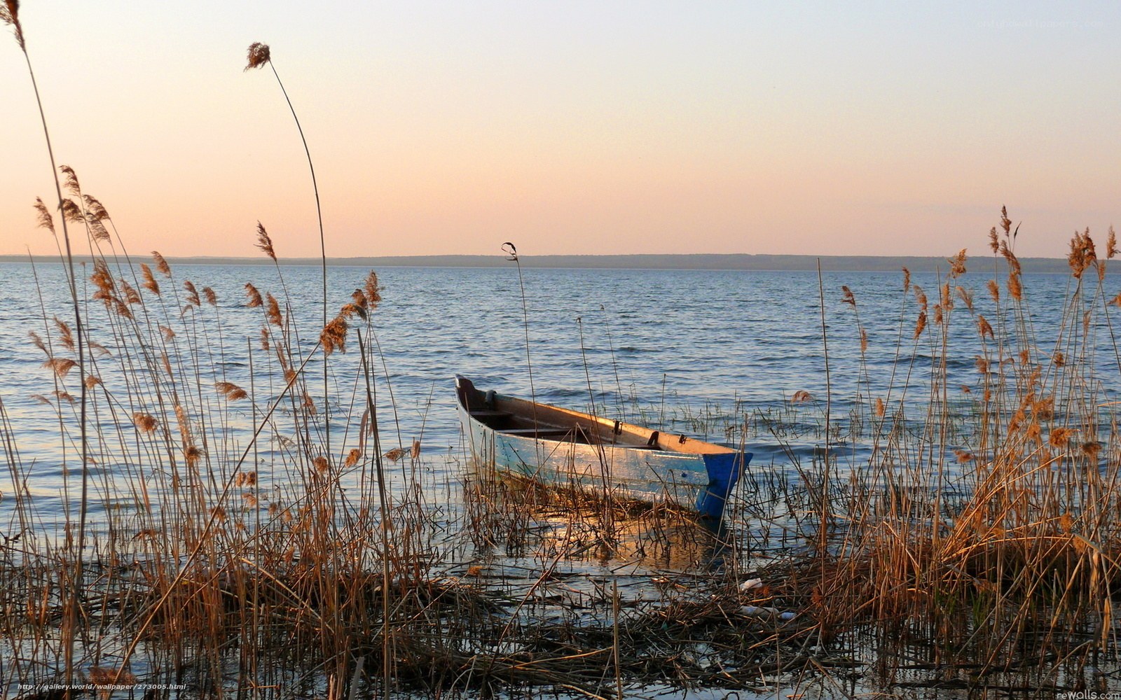 Boat at sunset in reeds