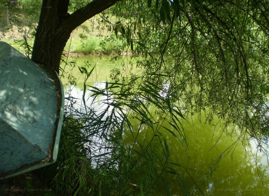 Boat by a green pond
