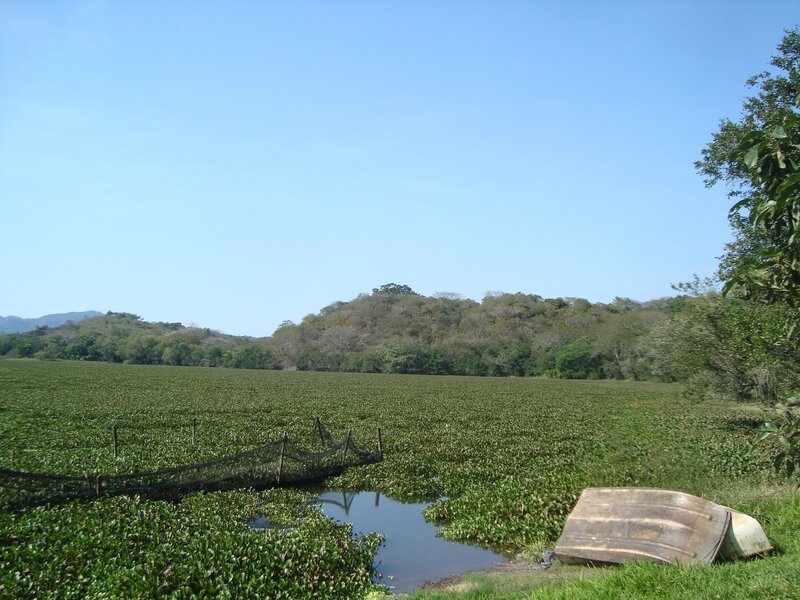 Boat near a water hyacinth field