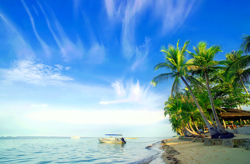 Boat Near Palm Trees