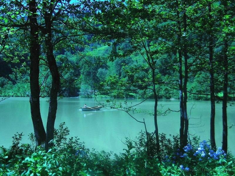 Boat on a forest lake