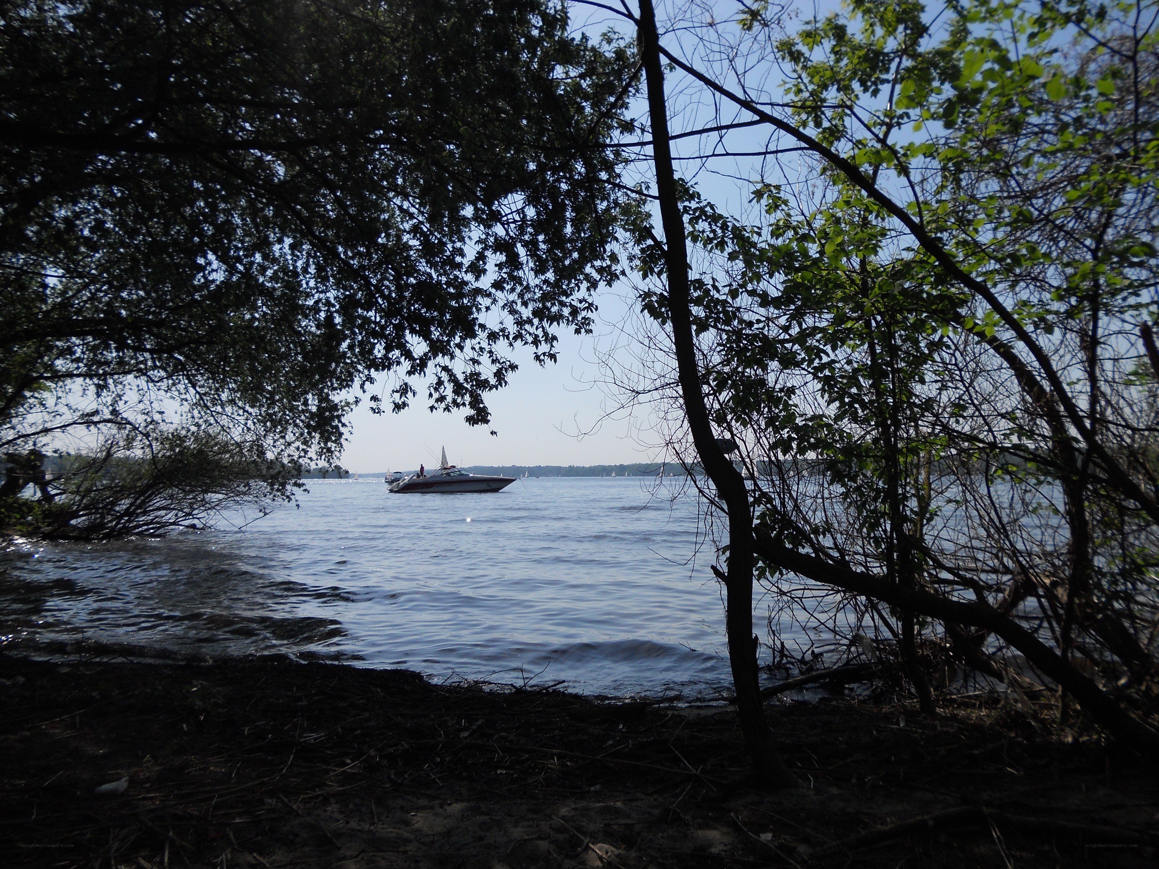 Boat on a lake through trees