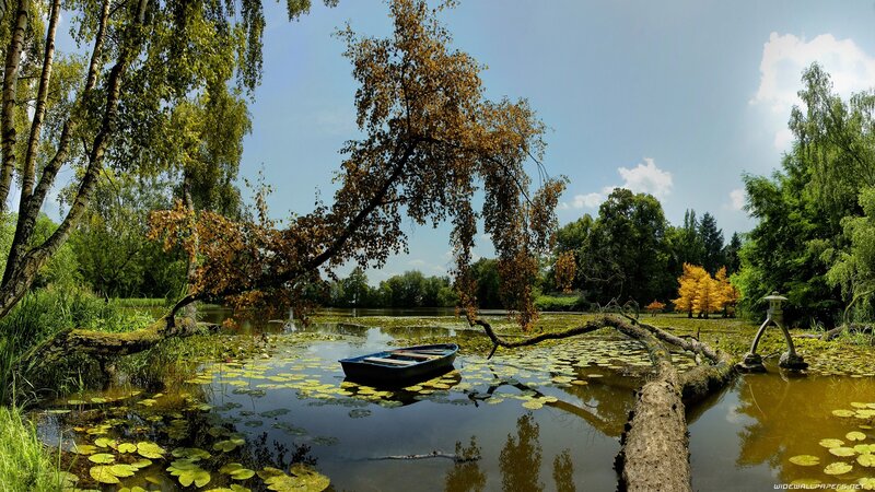 Boat on a lily pond