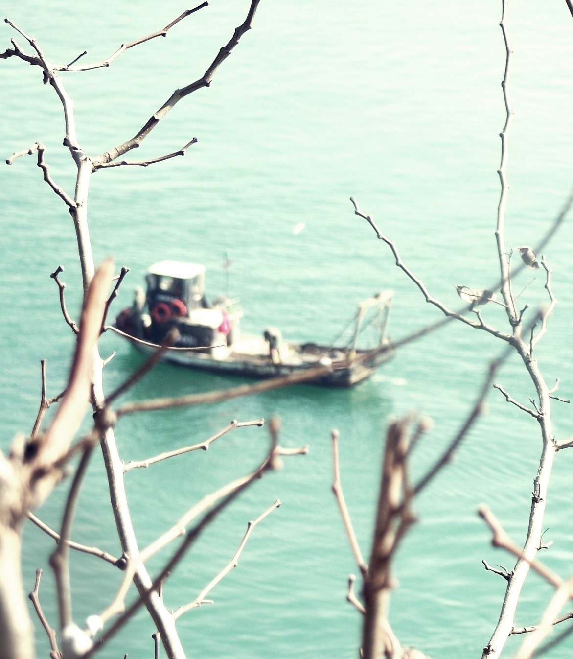 Boat on the water through branches