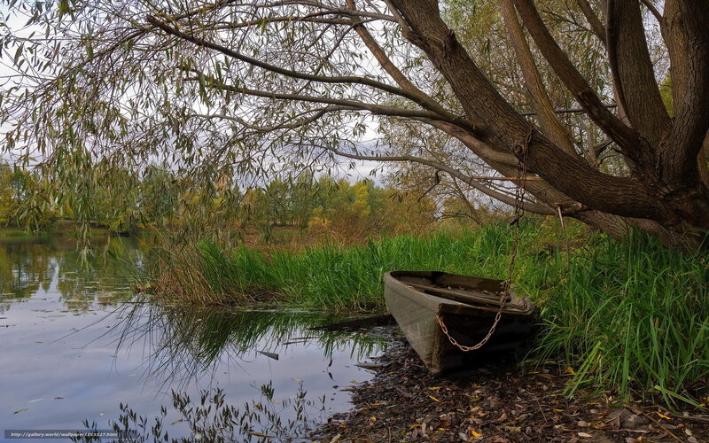 Boat under a willow tree