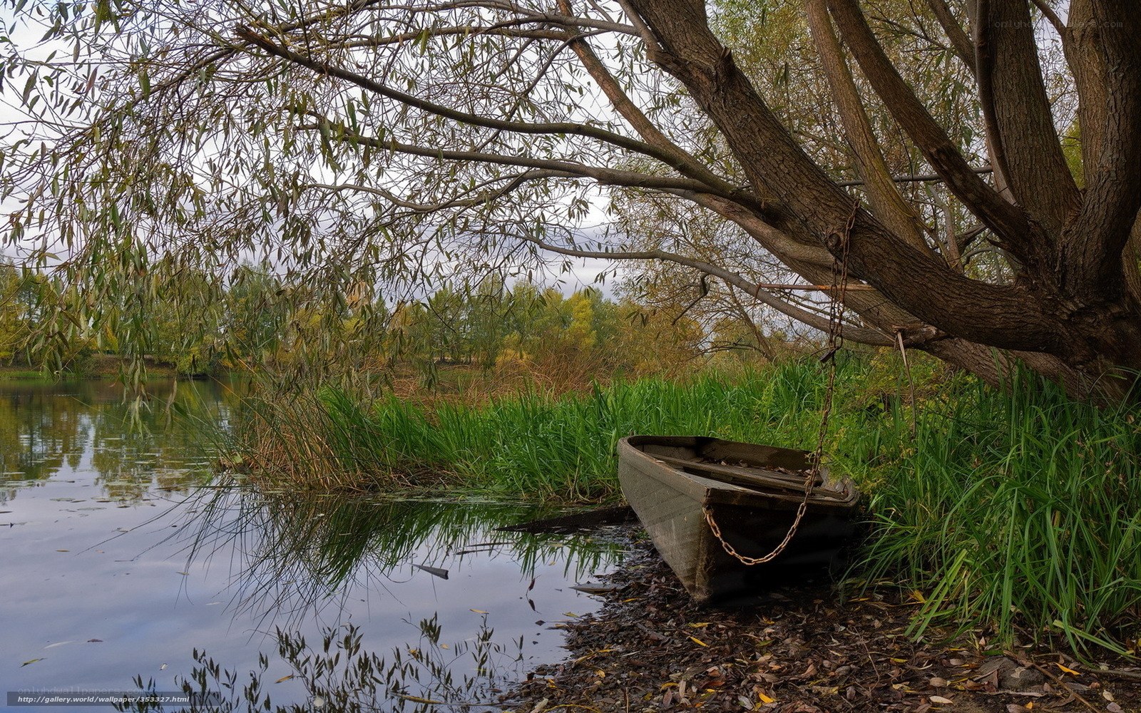 Boat under a willow tree