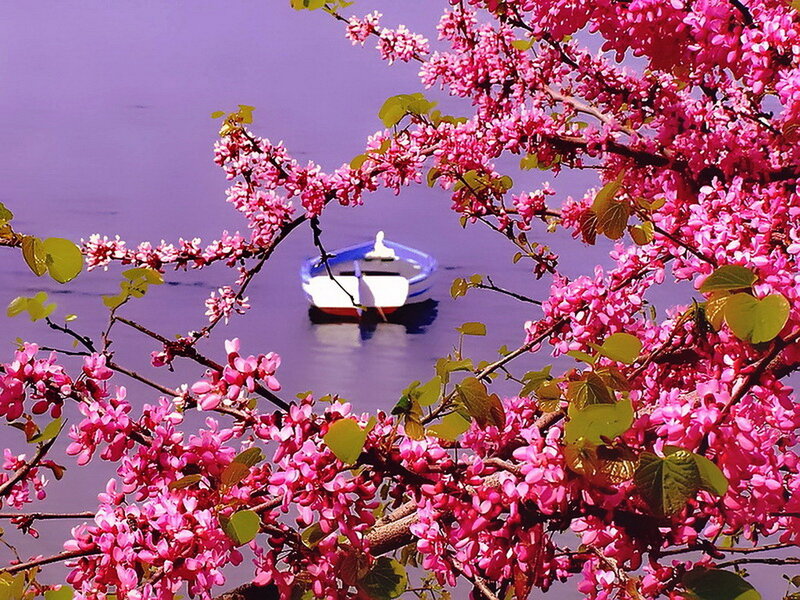Boat under Blossoming Tree