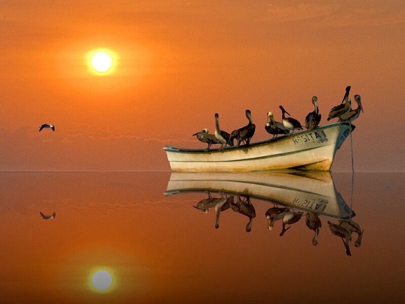 Boat with birds at sunset