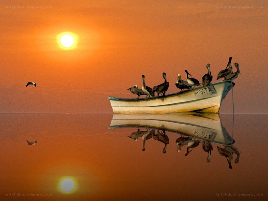 Boat with birds at sunset